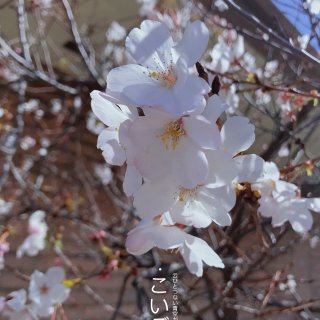 花朵绽放的四月天色彩斑斓...