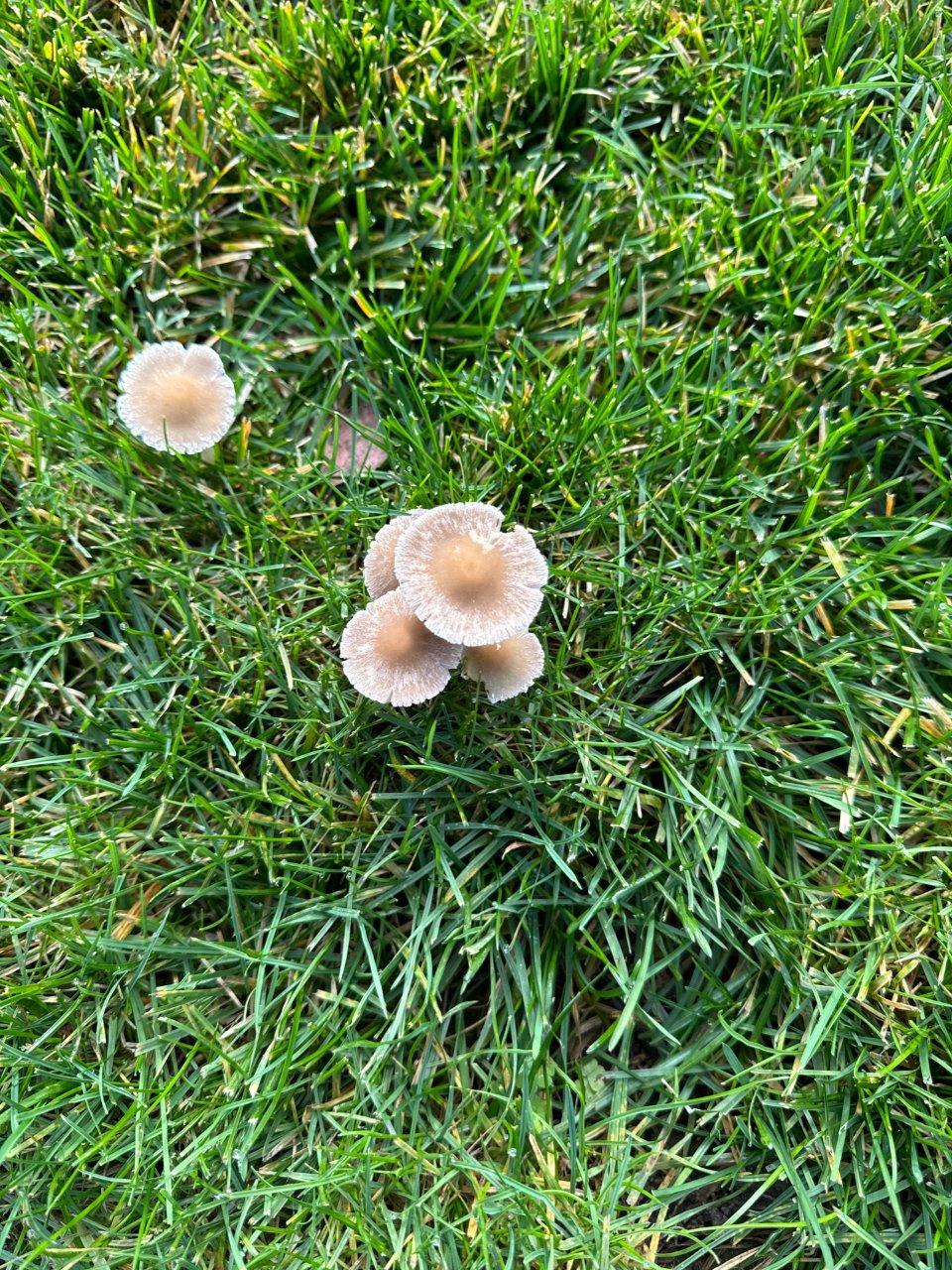谁认识这是什么蘑菇？...