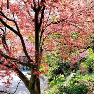 西雅图|Seattle Center赏花...
