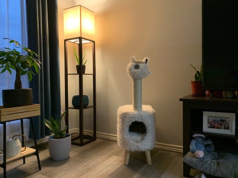 chewy永远是最快寄到的 猫树好评