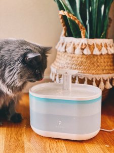 让猫咪爱不释“手”的Petlibro宠物饮水机🐈
