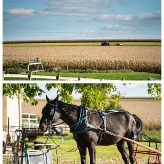 去Amish农场寻找生活的松弛感...