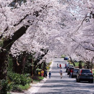 期待今年的樱花季🌸- MVDC附近的看过...