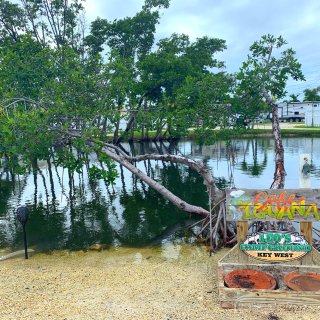 漫游 | FL | 西礁岛 红树林探索...