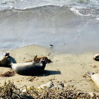 加州一号公路浪·懒洋洋的象海豹们...