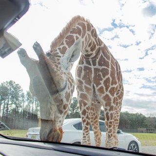 六旗safari动物园🥳看长颈鹿舔车车🚗...