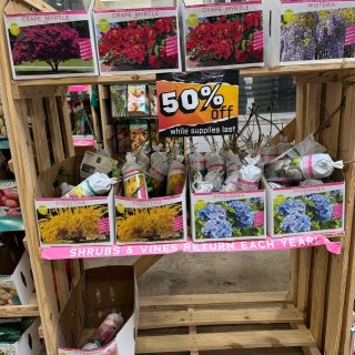 Home Depot 花球种子半价！...