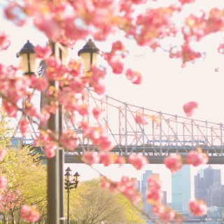 纽约樱花｜赶上了樱花季的尾声🌸和春天的浪...