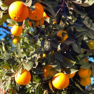 橙子树🍊