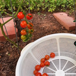 VA我家小菜园❤️8🈷️西红柿🍅大丰收啦...