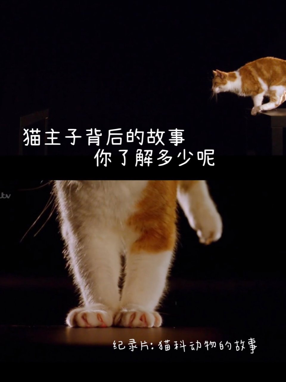 【纪录片】猫主子背后的故事｜你了解吗｜铲...