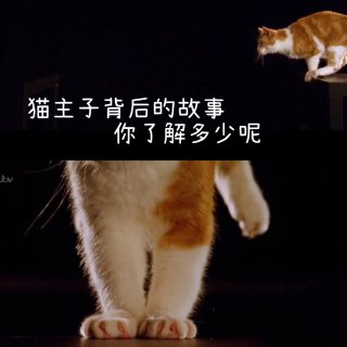 【纪录片】猫主子背后的故事｜你了解吗｜铲...