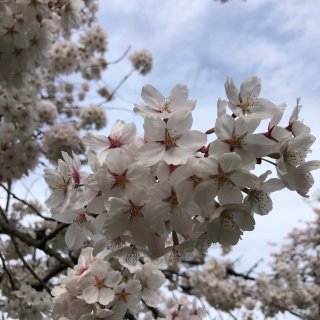 樱花季又来了