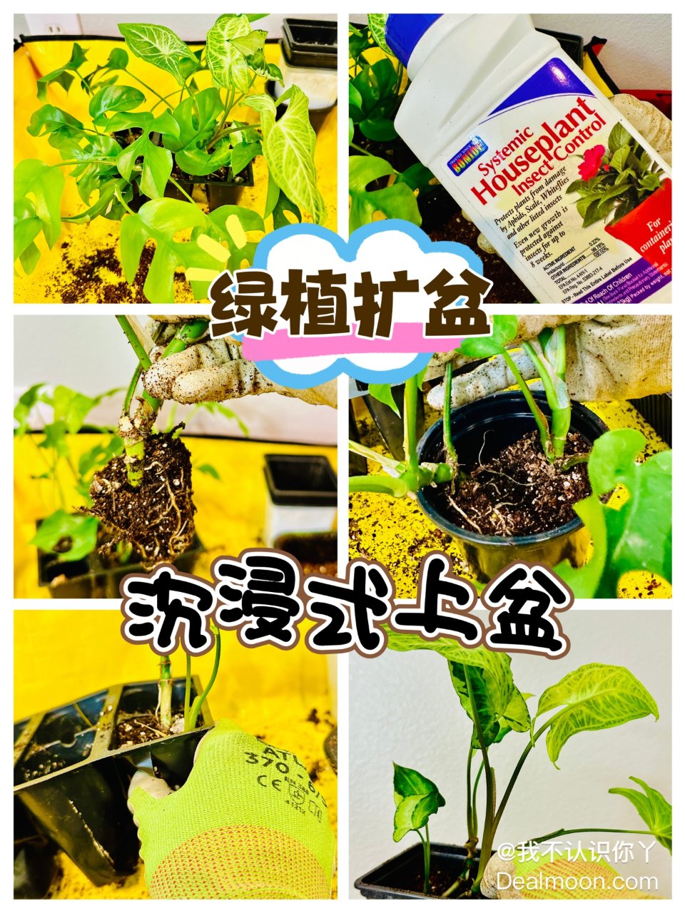 绿植换季换大盆🍀扦插苗从育苗格子换花盆...