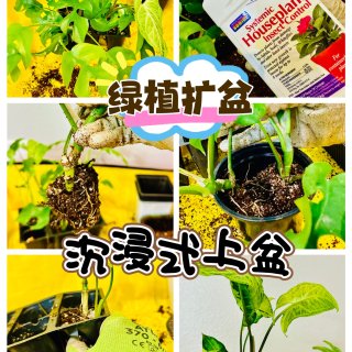 绿植换季换大盆🍀扦插苗从育苗格子换花盆...