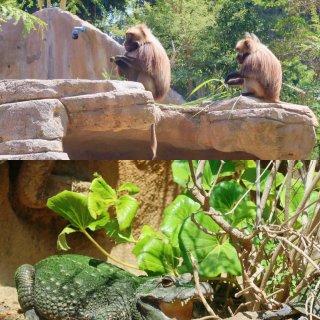 圣地亚哥动物园🦁️📝超详细一日游攻略‼️...