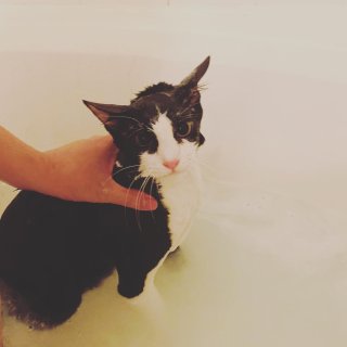 家猫🐈洗澡日记...