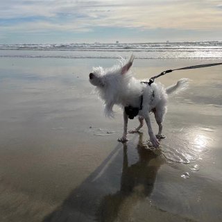 去dog beach 踏浪