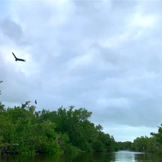 漫游 | FL | 大沼泽地 与海牛打的...