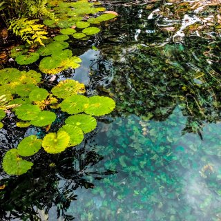 水溶洞cenote 超级美 ⛱️...