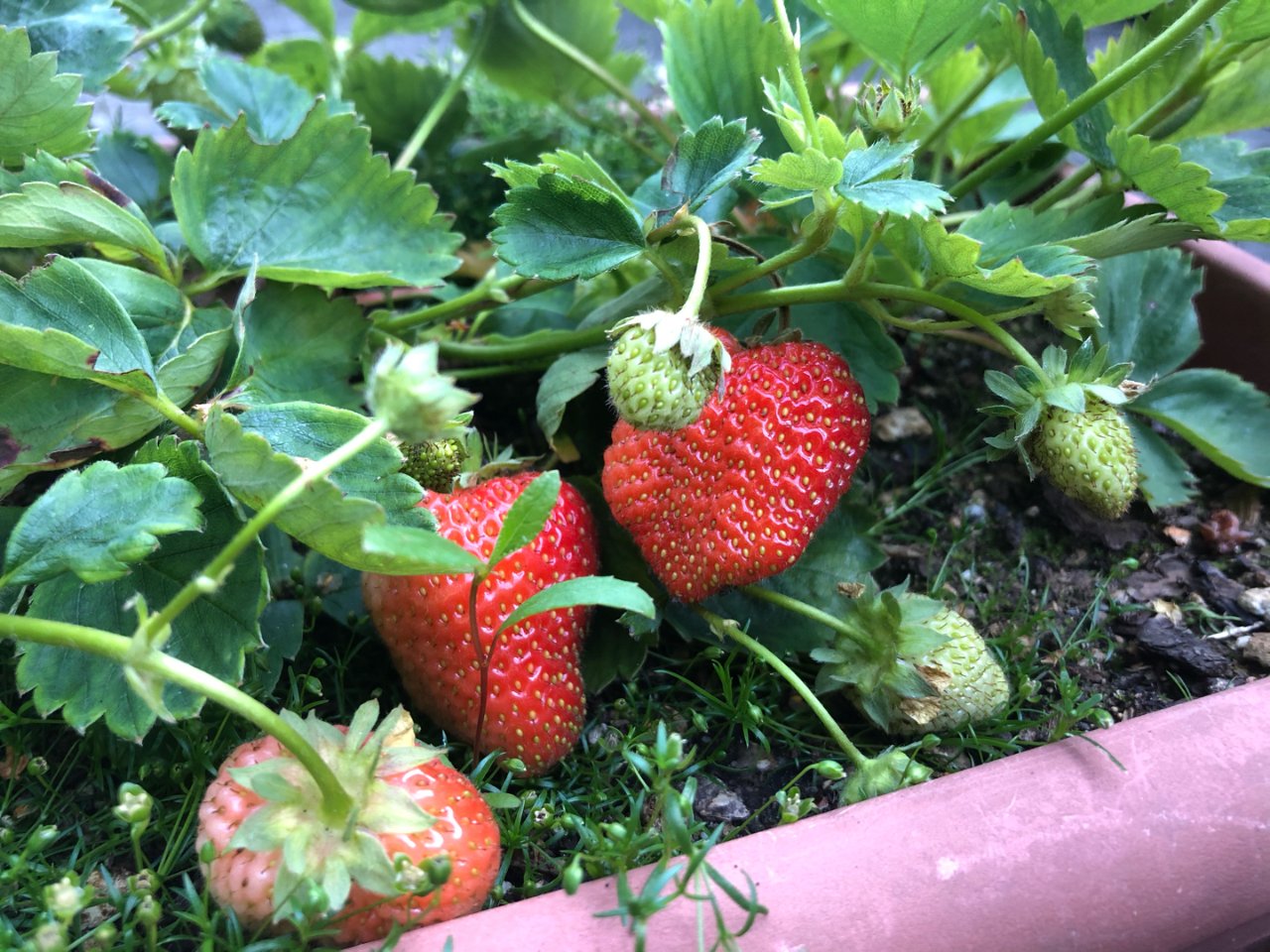 邻居家的草莓🍓...