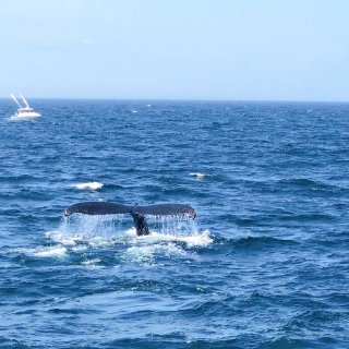 CAPE COD,Whale watching