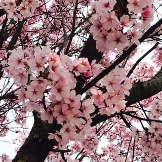 云赏樱🌸，烟花三月南林校园最美的风景...