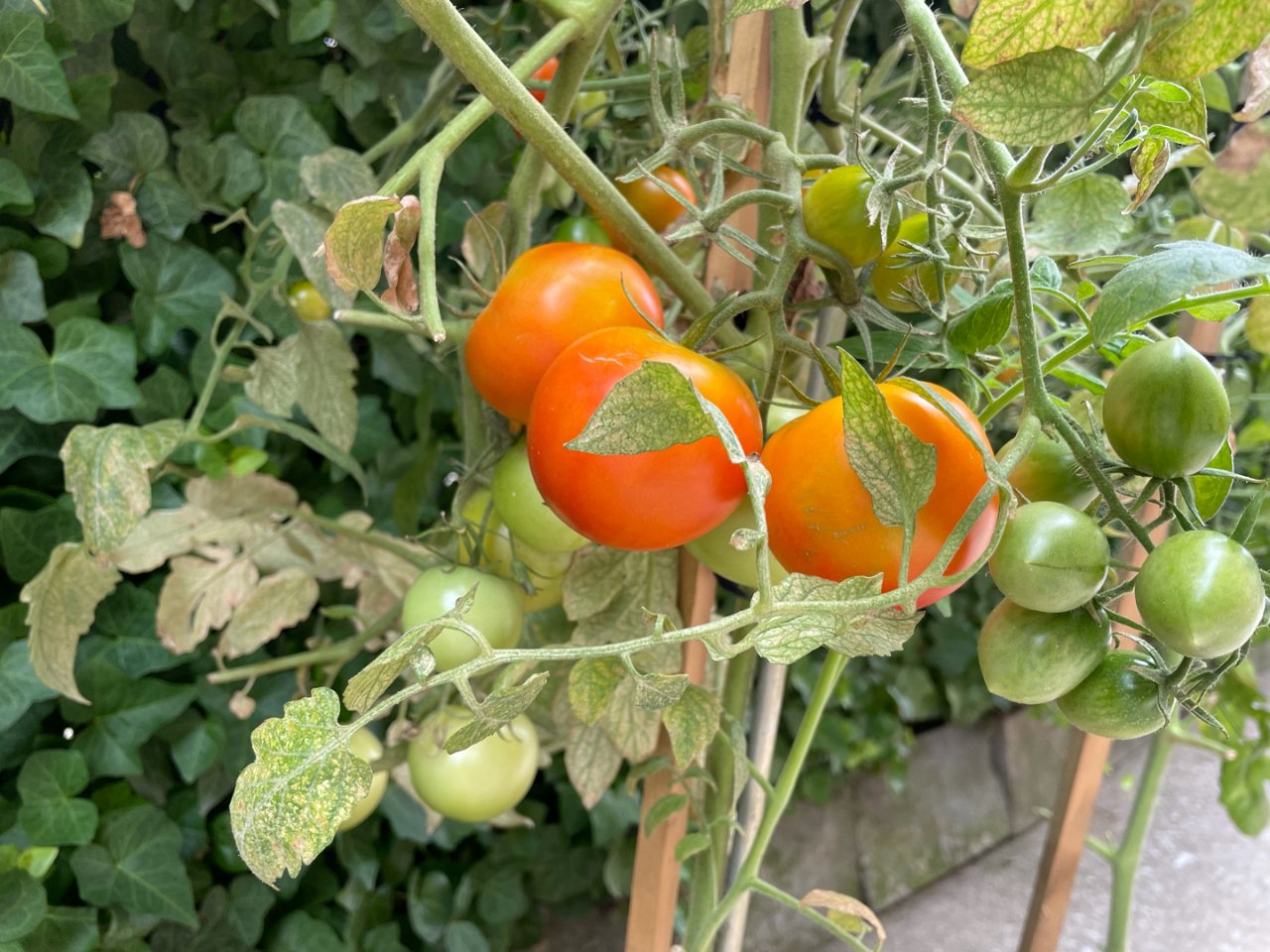 疫情期间打造一个蔬果园❓｜番茄丝瓜空心菜...