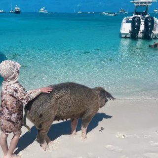 加勒比海｜世界上最幸福的猪猪...