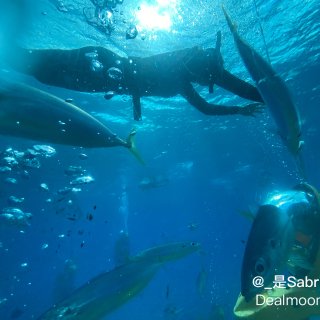 夏威夷旅行｜欧胡岛景点🐬水下摩托➕与海豚...