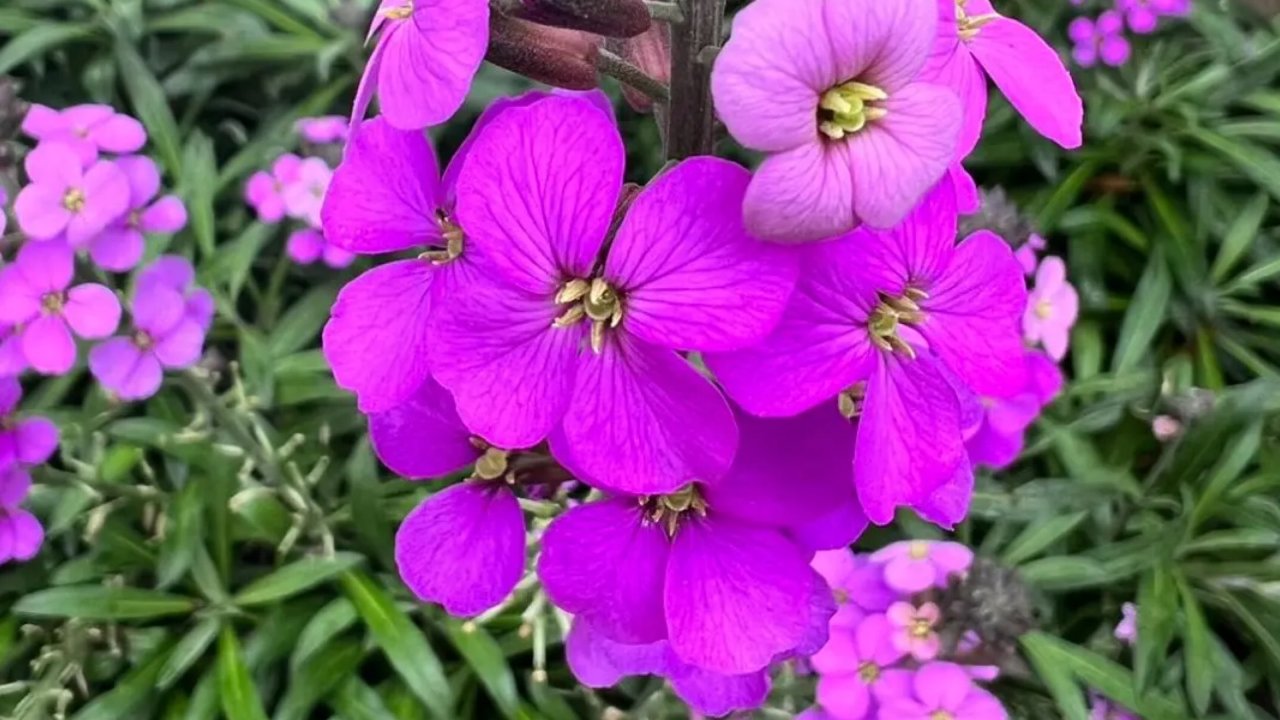 夏日の颜色～黝黑色👻