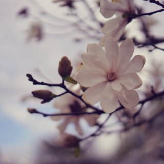 花开满树，春天终于来啦...