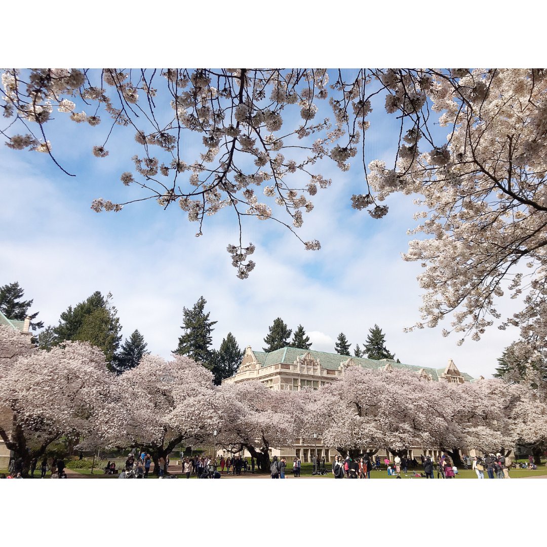华盛顿大学的春天｜西雅图的樱花...