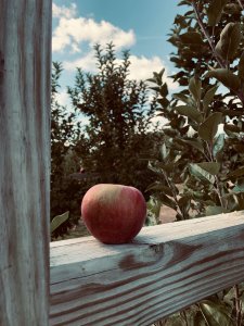 秋日最佳旅行地｜農場採各式蘋果🍎南瓜🎃