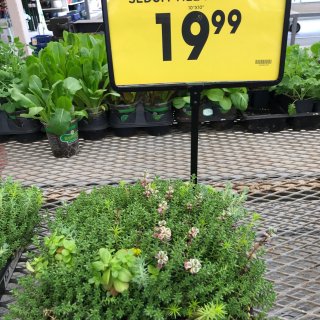 Walmart 小植物价格最便宜...