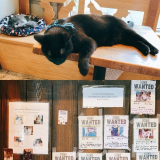 西雅图｜首家猫咪咖啡厅🐈猫猫可被领养！...