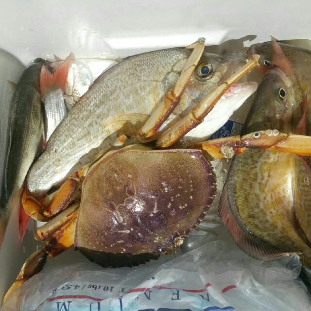 Tides4Fishing的预告果...