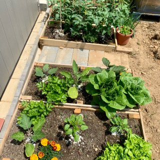 后院菜地—已经实现的蔬菜自由...
