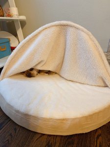 狗狗超级喜欢的床🛏️推荐，温暖整个冬天❄️