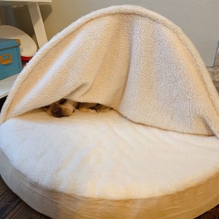 狗狗超级喜欢的床🛏️推荐，温暖整个冬天❄...