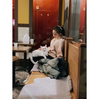 吸猫度日 | 西雅图喵啡馆...