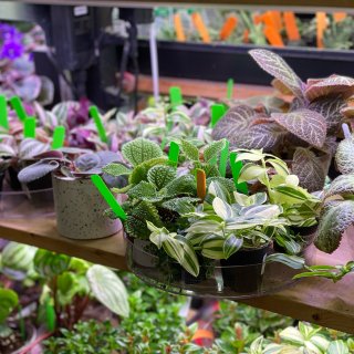 神奇植物在哪里❓超稀奇的植物店🌵🌟在家也...