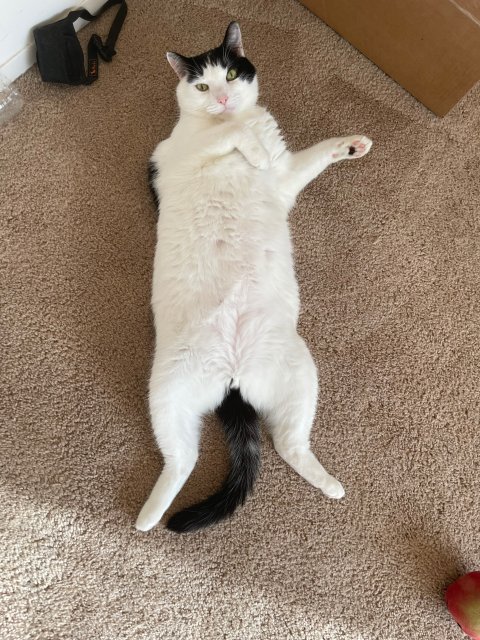 收养的小猫咪,今年都要五岁了,超级甜美