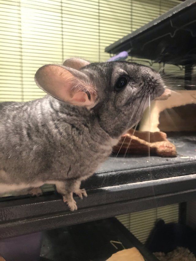 ❤️与龙猫的亲密接触❤️