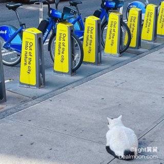 小美好｜Flower Shop Cat ...