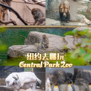 纽约 I 童趣满满的中央公园动物园...