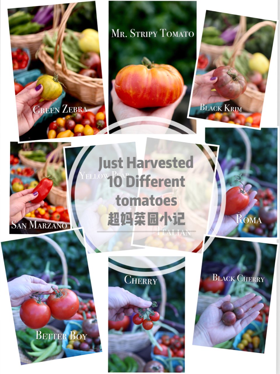 🍅超妈菜园丰收记/10种番茄哪种最好吃...