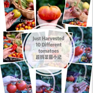 🍅超妈菜园丰收记/10种番茄哪种最好吃...