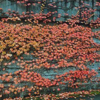 西雅图最美的季节已到来❤ | 附秋叶地点...