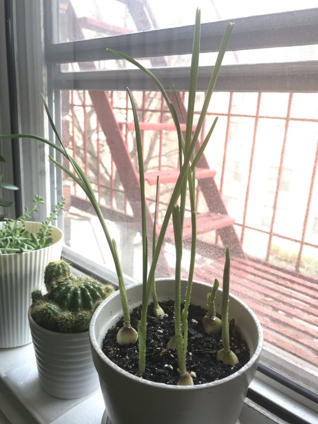 宅家一年对比｜自己种小葱蒜苗